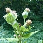 Cirsium oleraceum পাতা