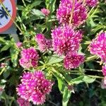 Gomphrena globosaBlomma