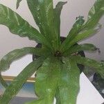 Asplenium antiquum Leaf