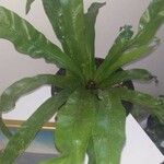 Asplenium antiquum List