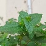 Eleutheranthera ruderalis Floare