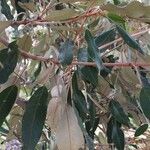 Croton gratissimus Leaf