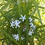 Amsonia ciliata Λουλούδι