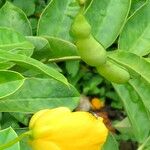 Senna didymobotrya Frucht