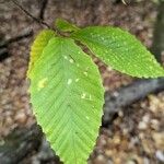 Fagus grandifoliaHoja