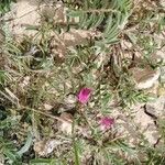Onobrychis caput-galli Libunga