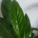 Spathiphyllum wallisii Leaf