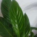 Spathiphyllum wallisii ഇല