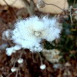 Anemone hupehensis (Frucht)