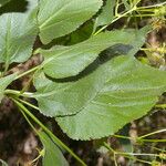 Bidens reptans Leaf