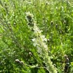 Salvia austriaca Blüte