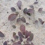 Sonchus bulbosus Likasa