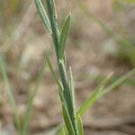 Thymelaea gussonei Hoja