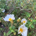 Cistus salviifoliusBlomst