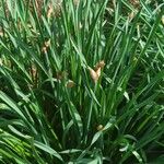 Narcissus papyraceus Leaf