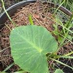 Peltandra virginica Leaf
