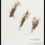 Bulbostylis truncata 花