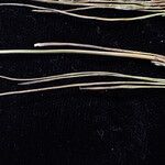 Juncus thomsonii Агульны выгляд