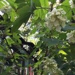 Hydrangea arborescens Fiore