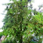 Prunus serotina Yaprak