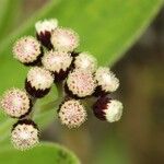 Psiadia anchusifolia Flor