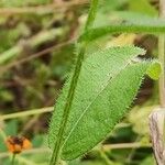 Coreopsis tinctoria Leaf