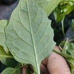 Solanum nigrum Fulla