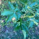 Acer campestre Φύλλο