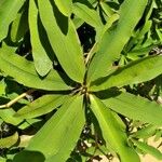 Euphorbia hispida List