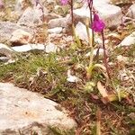 Orchis quadripunctata Kvet