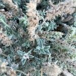 Echium angustifolium 葉