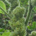 Girardinia diversifolia Frucht