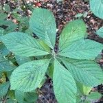 Clethra alnifolia Hoja