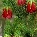 Darwinia oxylepis