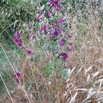 Malva arboreaBloem