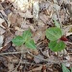 Trillium cuneatum Leaf