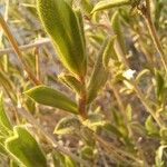 Onosma helvetica Leaf