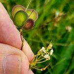 Biscutella laevigata Frutto