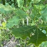 Quercus × rosacea Hoja