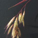 Bromus lanceolatus Fleur