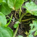 Rumex pulcher Libunga