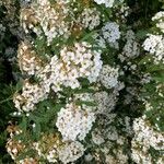 Spiraea × vanhouttei Õis