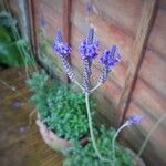 Lavandula pinnata Flower