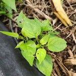 Capsicum chinenseFolla