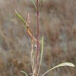 Silene bupleuroides Blatt