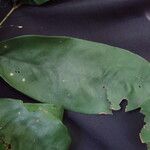 Anthonotha macrophylla Leaf