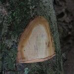 Duboscia macrocarpa പുറംതൊലി