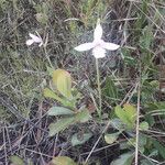 Pogonia ophioglossoides Cvet