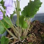 Primula obconica Leaf