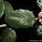 Ceanothus crassifolius Ліст